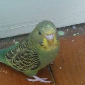 Meet your Posher, Matt